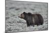 Grizzly Bear (Ursus arctos horribilis), Yellowstone National Park, Wyoming, USA, North America-James Hager-Mounted Photographic Print