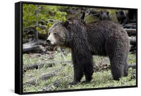 Grizzly Bear (Ursus Arctos Horribilis)-James Hager-Framed Stretched Canvas