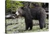 Grizzly Bear (Ursus Arctos Horribilis)-James Hager-Stretched Canvas