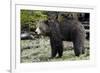 Grizzly Bear (Ursus Arctos Horribilis)-James Hager-Framed Photographic Print