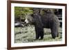 Grizzly Bear (Ursus Arctos Horribilis)-James Hager-Framed Photographic Print