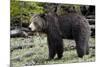 Grizzly Bear (Ursus Arctos Horribilis)-James Hager-Mounted Photographic Print