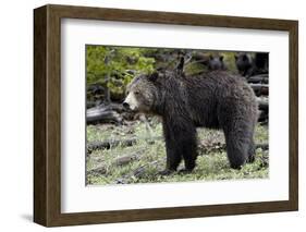 Grizzly Bear (Ursus Arctos Horribilis)-James Hager-Framed Photographic Print