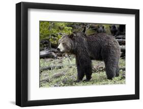 Grizzly Bear (Ursus Arctos Horribilis)-James Hager-Framed Photographic Print