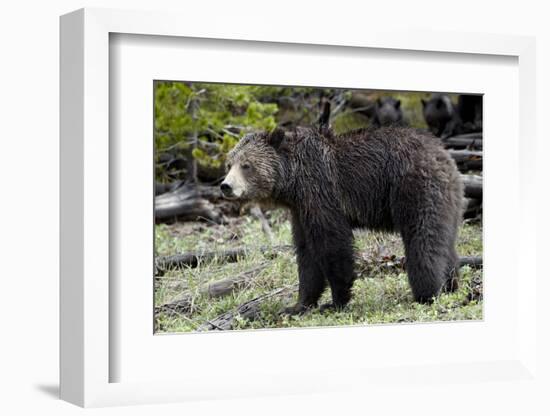 Grizzly Bear (Ursus Arctos Horribilis)-James Hager-Framed Photographic Print