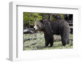 Grizzly Bear (Ursus Arctos Horribilis)-James Hager-Framed Photographic Print