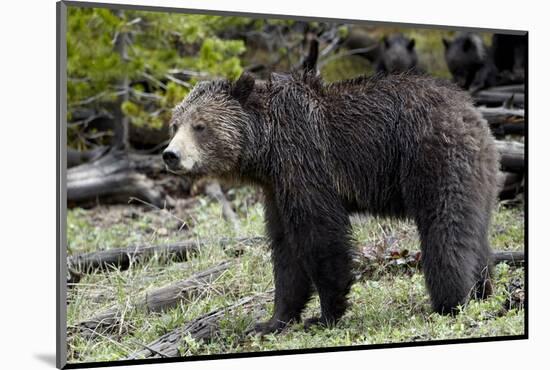 Grizzly Bear (Ursus Arctos Horribilis)-James Hager-Mounted Photographic Print