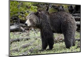 Grizzly Bear (Ursus Arctos Horribilis)-James Hager-Mounted Photographic Print