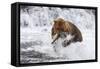 Grizzly Bear (Ursus Arctos) with Salmon in Mcneil River, Alaska, USA-Lynn M^ Stone-Framed Stretched Canvas