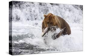 Grizzly Bear (Ursus Arctos) with Salmon in Mcneil River, Alaska, USA-Lynn M^ Stone-Stretched Canvas