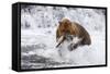 Grizzly Bear (Ursus Arctos) with Salmon in Mcneil River, Alaska, USA-Lynn M^ Stone-Framed Stretched Canvas