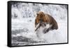 Grizzly Bear (Ursus Arctos) with Salmon in Mcneil River, Alaska, USA-Lynn M^ Stone-Framed Stretched Canvas