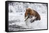 Grizzly Bear (Ursus Arctos) with Salmon in Mcneil River, Alaska, USA-Lynn M^ Stone-Framed Stretched Canvas