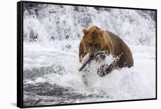 Grizzly Bear (Ursus Arctos) with Salmon in Mcneil River, Alaska, USA-Lynn M^ Stone-Framed Stretched Canvas
