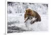 Grizzly Bear (Ursus Arctos) with Salmon in Mcneil River, Alaska, USA-Lynn M^ Stone-Framed Photographic Print