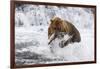 Grizzly Bear (Ursus Arctos) with Salmon in Mcneil River, Alaska, USA-Lynn M^ Stone-Framed Photographic Print