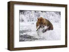 Grizzly Bear (Ursus Arctos) with Salmon in Mcneil River, Alaska, USA-Lynn M^ Stone-Framed Photographic Print