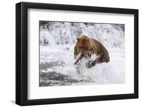 Grizzly Bear (Ursus Arctos) with Salmon in Mcneil River, Alaska, USA-Lynn M^ Stone-Framed Photographic Print