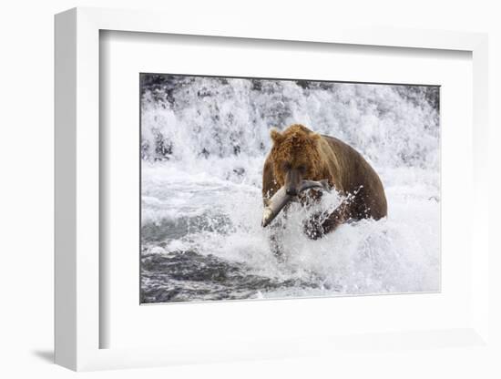 Grizzly Bear (Ursus Arctos) with Salmon in Mcneil River, Alaska, USA-Lynn M^ Stone-Framed Photographic Print