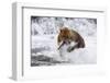 Grizzly Bear (Ursus Arctos) with Salmon in Mcneil River, Alaska, USA-Lynn M^ Stone-Framed Photographic Print