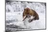 Grizzly Bear (Ursus Arctos) with Salmon in Mcneil River, Alaska, USA-Lynn M^ Stone-Mounted Photographic Print