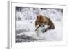 Grizzly Bear (Ursus Arctos) with Salmon in Mcneil River, Alaska, USA-Lynn M^ Stone-Framed Photographic Print