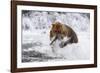 Grizzly Bear (Ursus Arctos) with Salmon in Mcneil River, Alaska, USA-Lynn M^ Stone-Framed Photographic Print