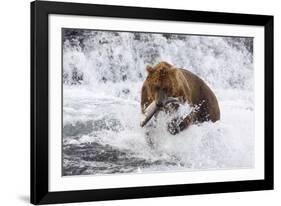 Grizzly Bear (Ursus Arctos) with Salmon in Mcneil River, Alaska, USA-Lynn M^ Stone-Framed Photographic Print