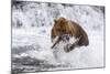 Grizzly Bear (Ursus Arctos) with Salmon in Mcneil River, Alaska, USA-Lynn M^ Stone-Mounted Photographic Print