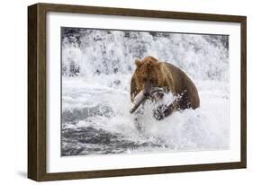 Grizzly Bear (Ursus Arctos) with Salmon in Mcneil River, Alaska, USA-Lynn M^ Stone-Framed Photographic Print