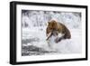 Grizzly Bear (Ursus Arctos) with Salmon in Mcneil River, Alaska, USA-Lynn M^ Stone-Framed Photographic Print