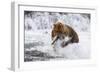 Grizzly Bear (Ursus Arctos) with Salmon in Mcneil River, Alaska, USA-Lynn M^ Stone-Framed Photographic Print