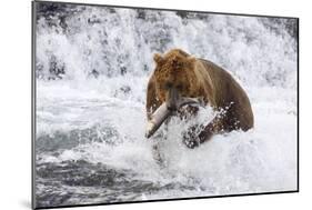 Grizzly Bear (Ursus Arctos) with Salmon in Mcneil River, Alaska, USA-Lynn M^ Stone-Mounted Photographic Print