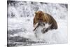 Grizzly Bear (Ursus Arctos) with Salmon in Mcneil River, Alaska, USA-Lynn M^ Stone-Stretched Canvas