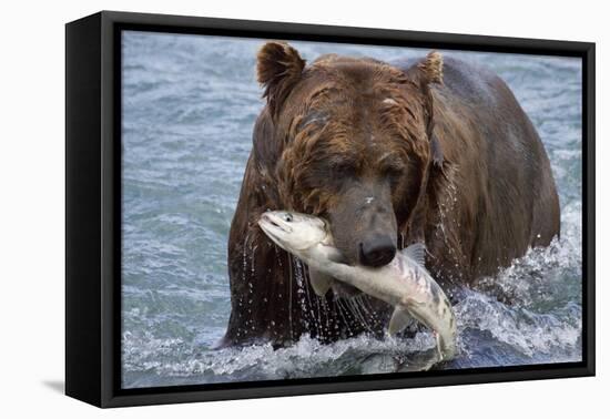 Grizzly Bear (Ursus Arctos)-Lynn M^ Stone-Framed Stretched Canvas