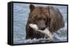 Grizzly Bear (Ursus Arctos)-Lynn M^ Stone-Framed Stretched Canvas