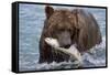 Grizzly Bear (Ursus Arctos)-Lynn M^ Stone-Framed Stretched Canvas