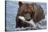 Grizzly Bear (Ursus Arctos)-Lynn M^ Stone-Stretched Canvas