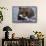 Grizzly Bear (Ursus Arctos)-Lynn M^ Stone-Framed Stretched Canvas displayed on a wall