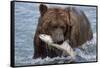 Grizzly Bear (Ursus Arctos)-Lynn M^ Stone-Framed Stretched Canvas