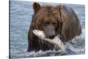 Grizzly Bear (Ursus Arctos)-Lynn M^ Stone-Stretched Canvas