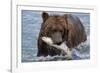 Grizzly Bear (Ursus Arctos)-Lynn M^ Stone-Framed Photographic Print