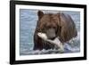 Grizzly Bear (Ursus Arctos)-Lynn M^ Stone-Framed Photographic Print