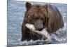 Grizzly Bear (Ursus Arctos)-Lynn M^ Stone-Mounted Photographic Print