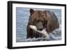 Grizzly Bear (Ursus Arctos)-Lynn M^ Stone-Framed Photographic Print