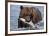 Grizzly Bear (Ursus Arctos)-Lynn M^ Stone-Framed Photographic Print