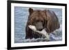 Grizzly Bear (Ursus Arctos)-Lynn M^ Stone-Framed Photographic Print