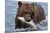 Grizzly Bear (Ursus Arctos)-Lynn M^ Stone-Mounted Photographic Print