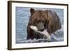 Grizzly Bear (Ursus Arctos)-Lynn M^ Stone-Framed Photographic Print