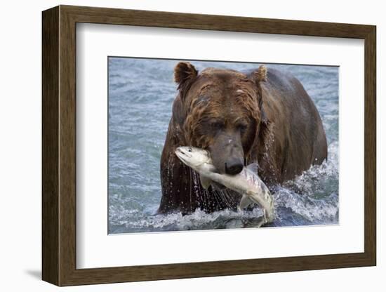 Grizzly Bear (Ursus Arctos)-Lynn M^ Stone-Framed Photographic Print